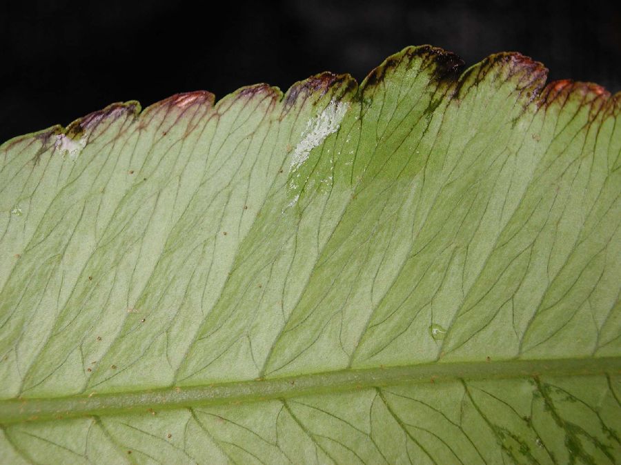 Athyriaceae Diplazium proliferum