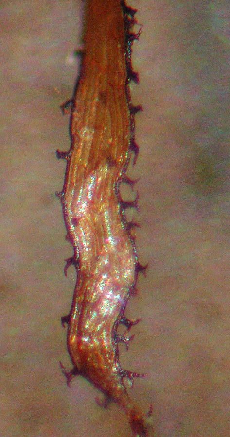 Athyriaceae Diplazium 