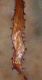 image of Diplazium 