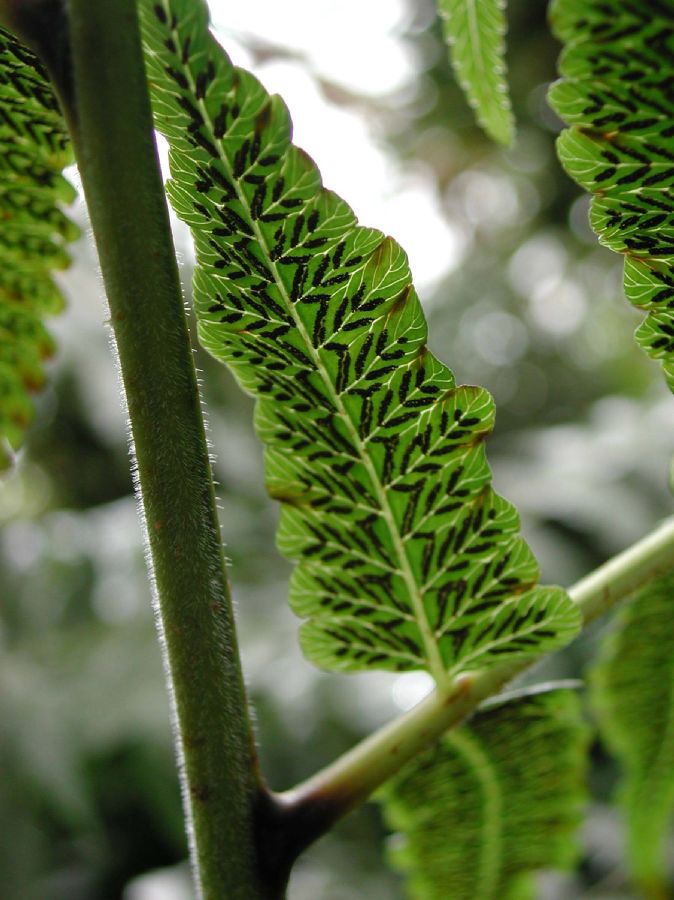 Athyriaceae Diplazium esculenta