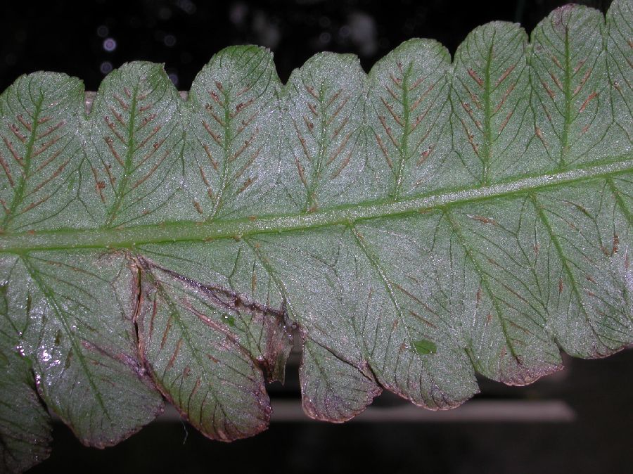 Athyriaceae Diplazium esculenta