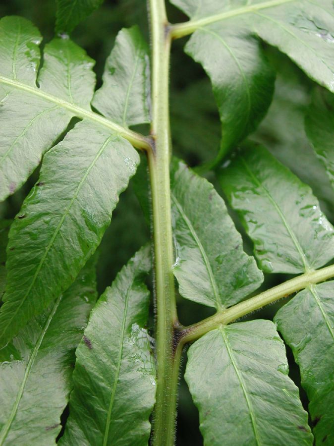 Athyriaceae Diplazium esculenta