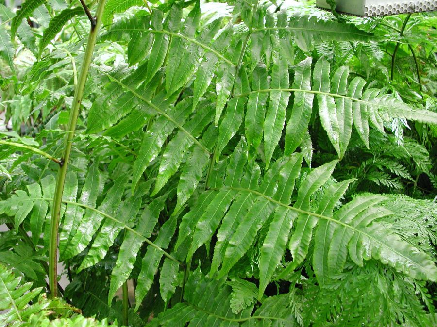 Athyriaceae Diplazium esculenta