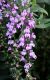 image of Lobelia siphilitica