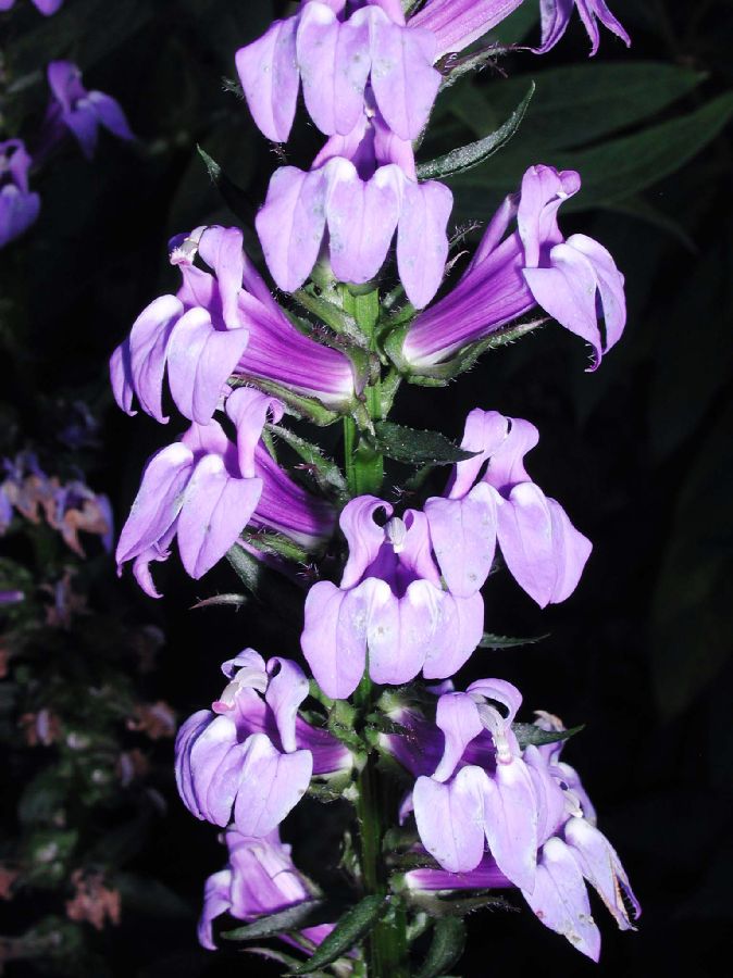 Campanulaceae Lobelia siphilitica