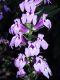 image of Lobelia siphilitica