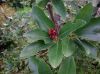image of Magnolia virginiana