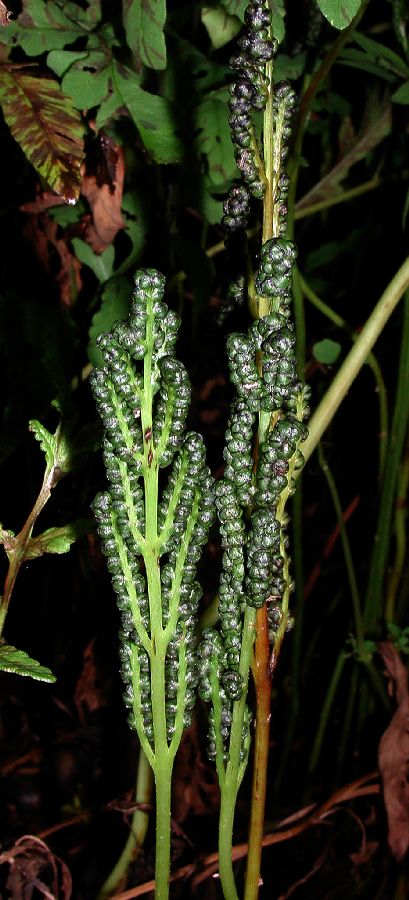 Onocleaceae Onoclea sensibilis