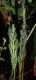 image of Onoclea sensibilis