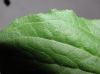 image of Plantago major