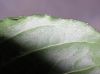 image of Plantago major