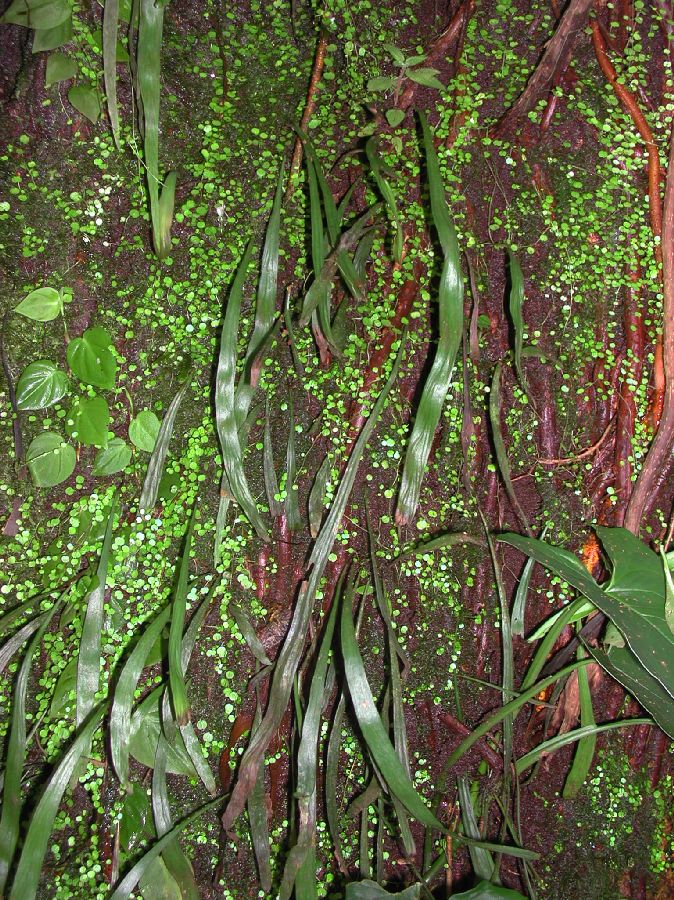 Pteridaceae Radiovittaria gardneriana