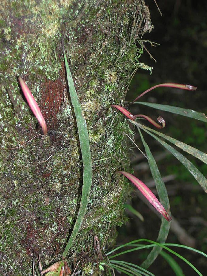 Pteridaceae Radiovittaria gardneriana