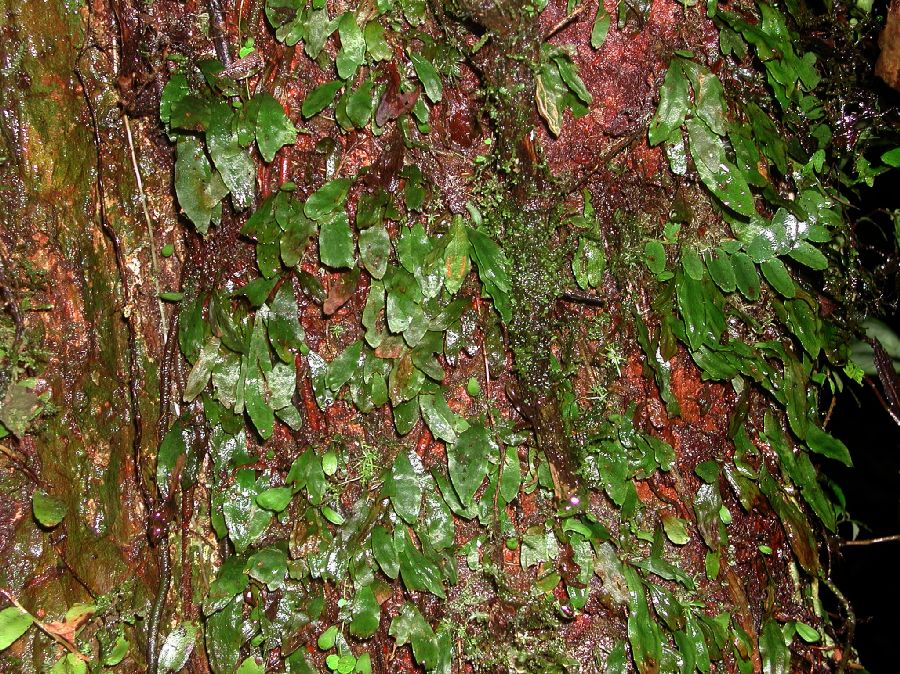 Pteridaceae Radiovittaria minima