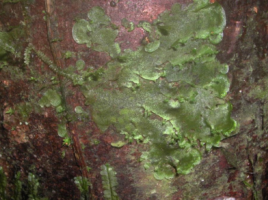 Pteridaceae Vittaria 