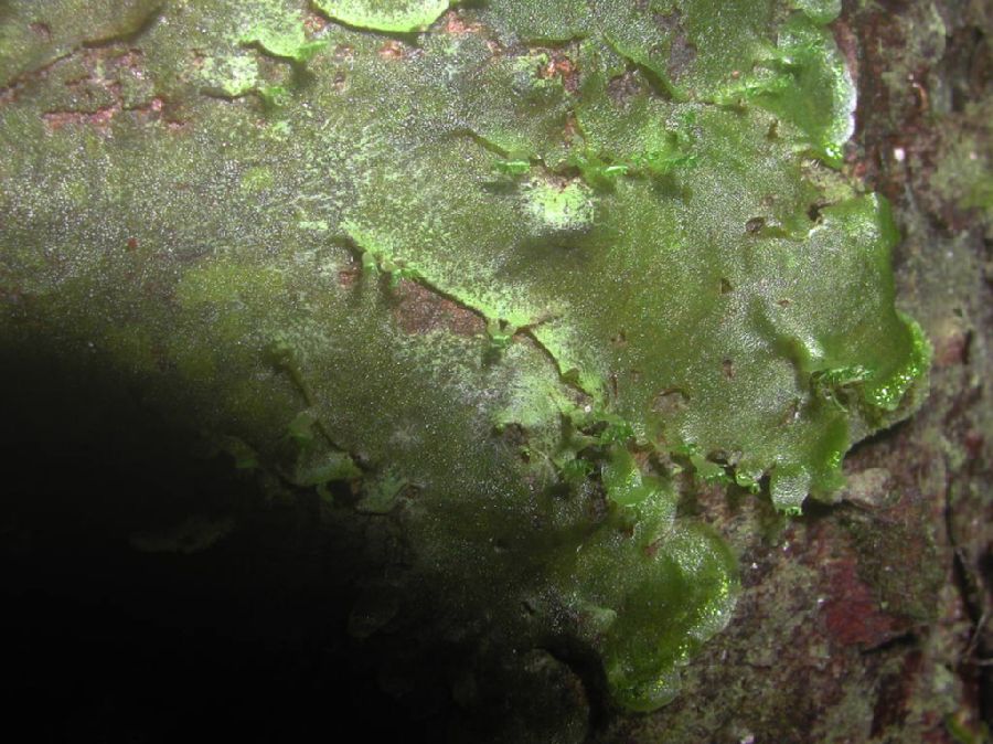 Pteridaceae Vittaria 