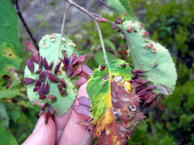 Rosaceae Amelanchier 