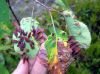 image of Amelanchier 