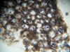 image of Onoclea sensibilis