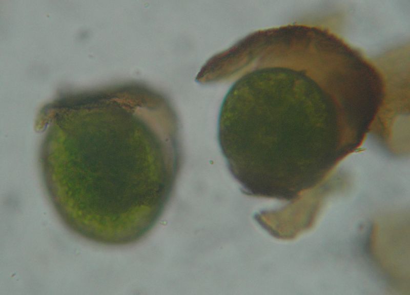 Onocleaceae Onoclea sensibilis