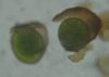image of Onoclea sensibilis