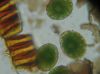 image of Onoclea sensibilis