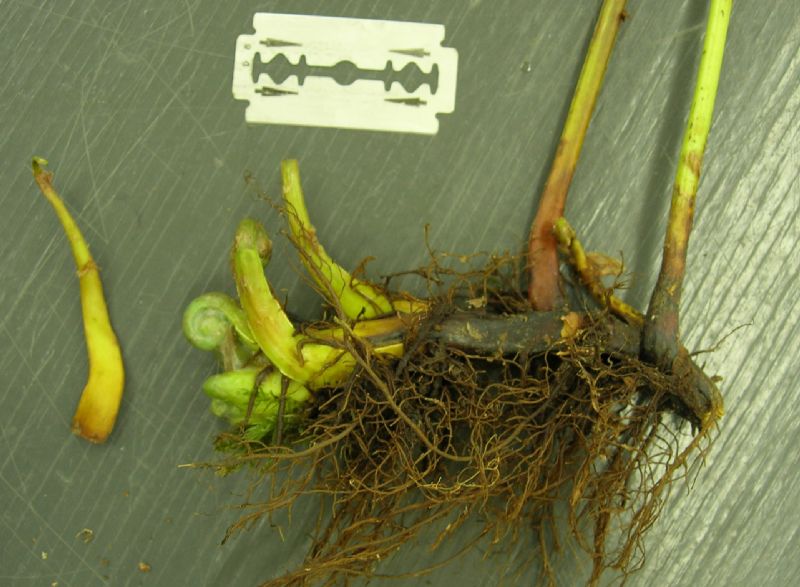 Onocleaceae Onoclea sensibilis