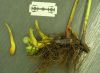 image of Onoclea sensibilis