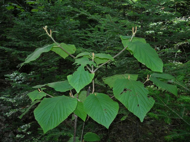 Adoxaceae Viburnum lantanoides