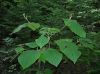 image of Viburnum lantanoides