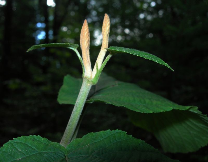 Adoxaceae Viburnum lantanoides
