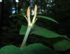 image of Viburnum lantanoides