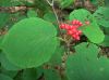 image of Viburnum lantanoides