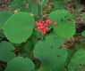 image of Viburnum lantanoides