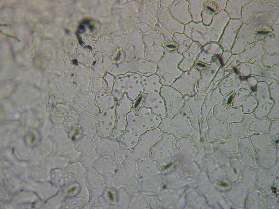 Phytolaccaceae Phytolacca americana