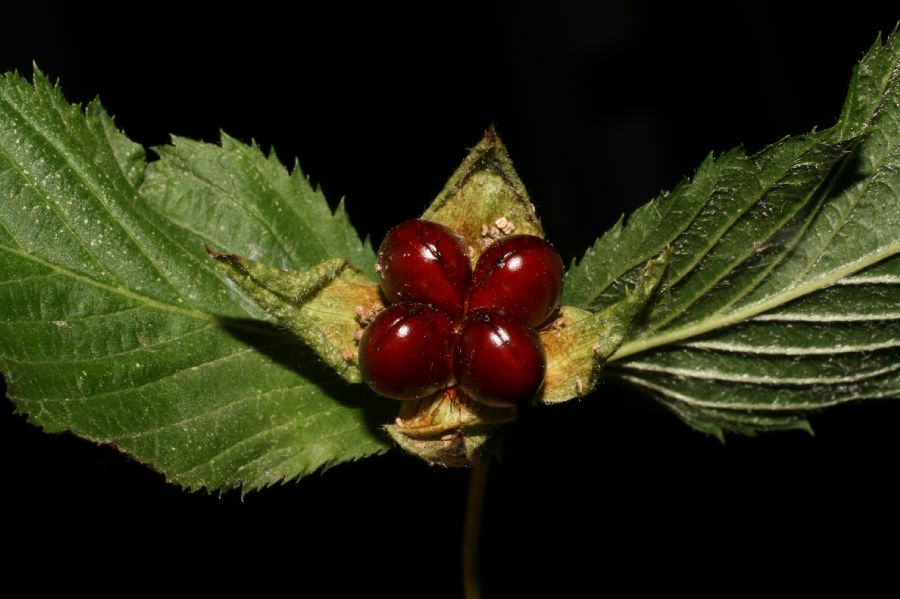 Rosaceae Rhodotypos scandens