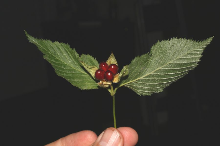 Rosaceae Rhodotypos scandens