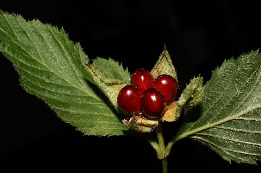 Rosaceae Rhodotypos scandens