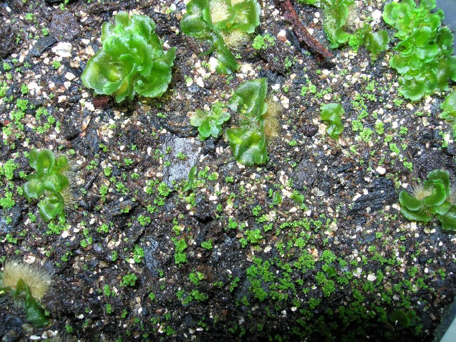 Onocleaceae Matteuccia struthiopteris