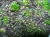 image of Matteuccia struthiopteris