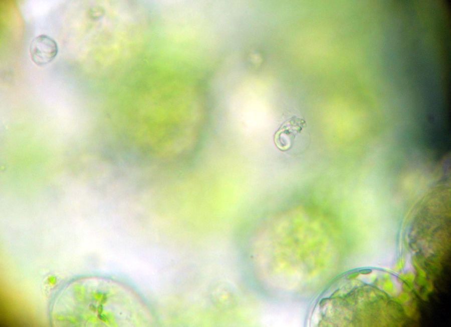 Onocleaceae Matteuccia struthiopteris