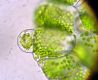 image of Matteuccia struthiopteris
