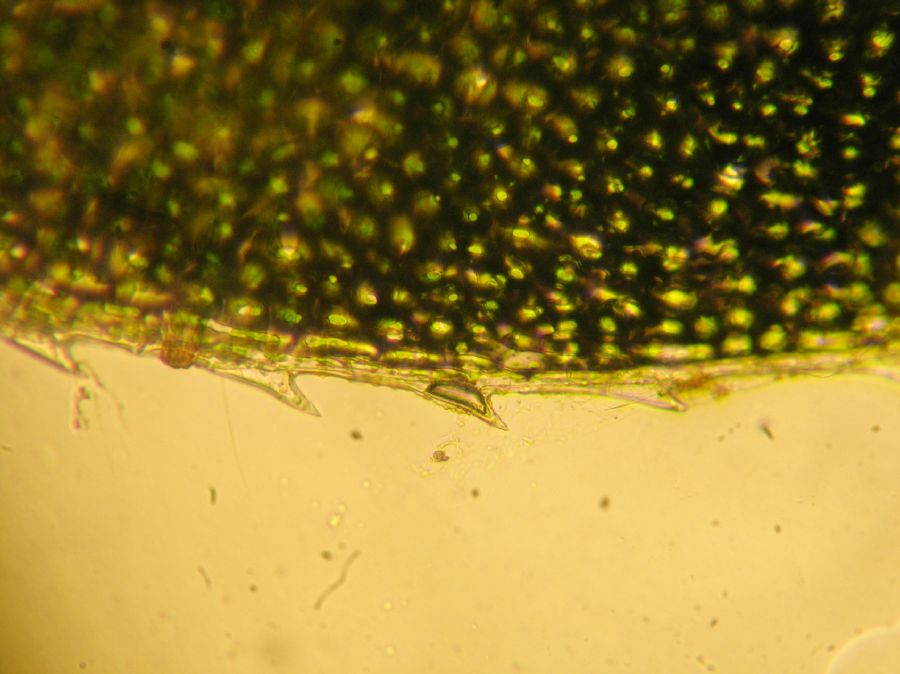 Selaginellaceae Selaginella apoda