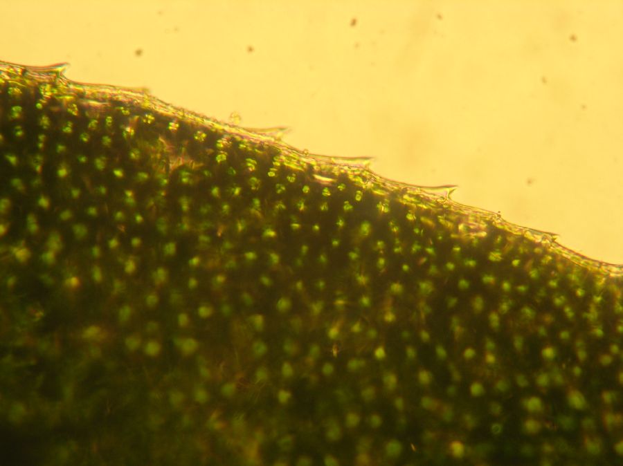 Selaginellaceae Selaginella apoda