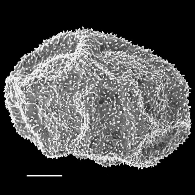 Dryopteridaceae Lastreopsis amplissima