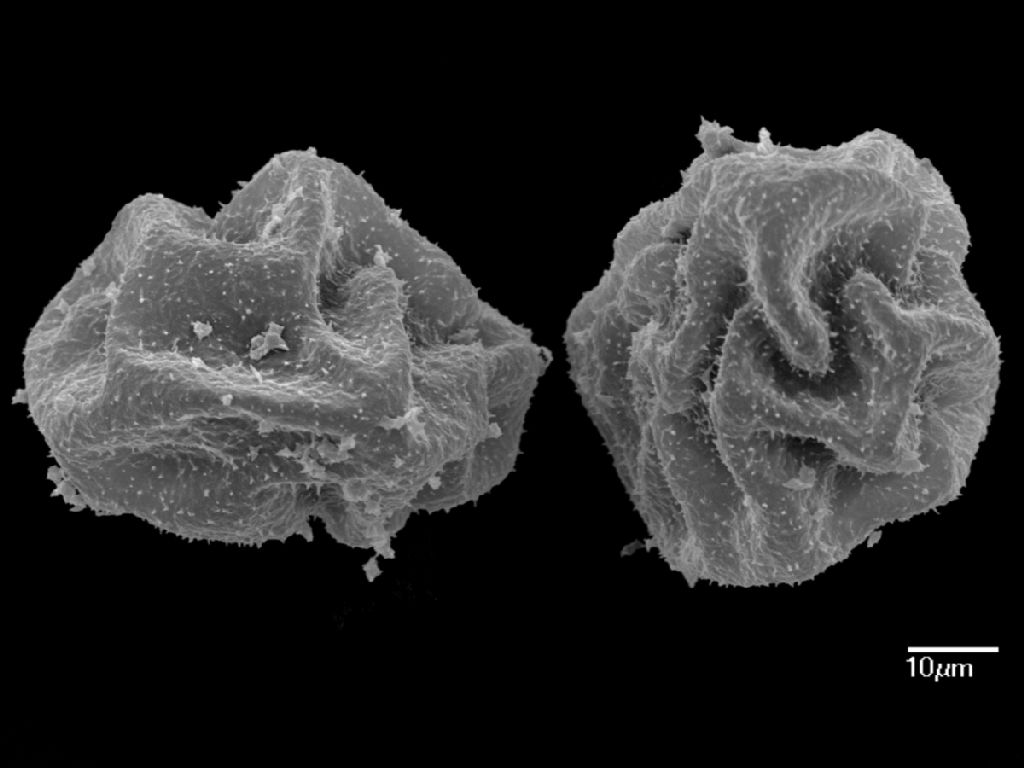 Dryopteridaceae Olfersia corcovadensis