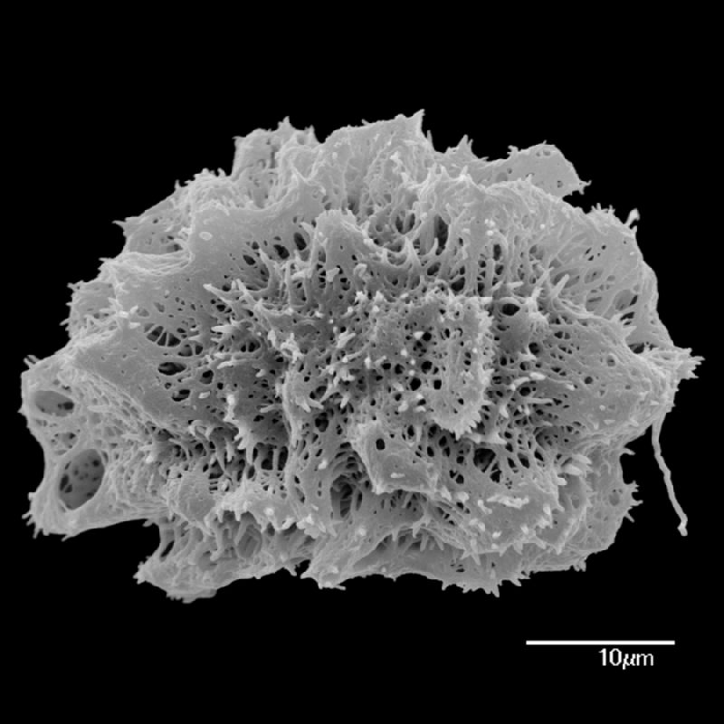 Dryopteridaceae Arachniodes ochropteroides
