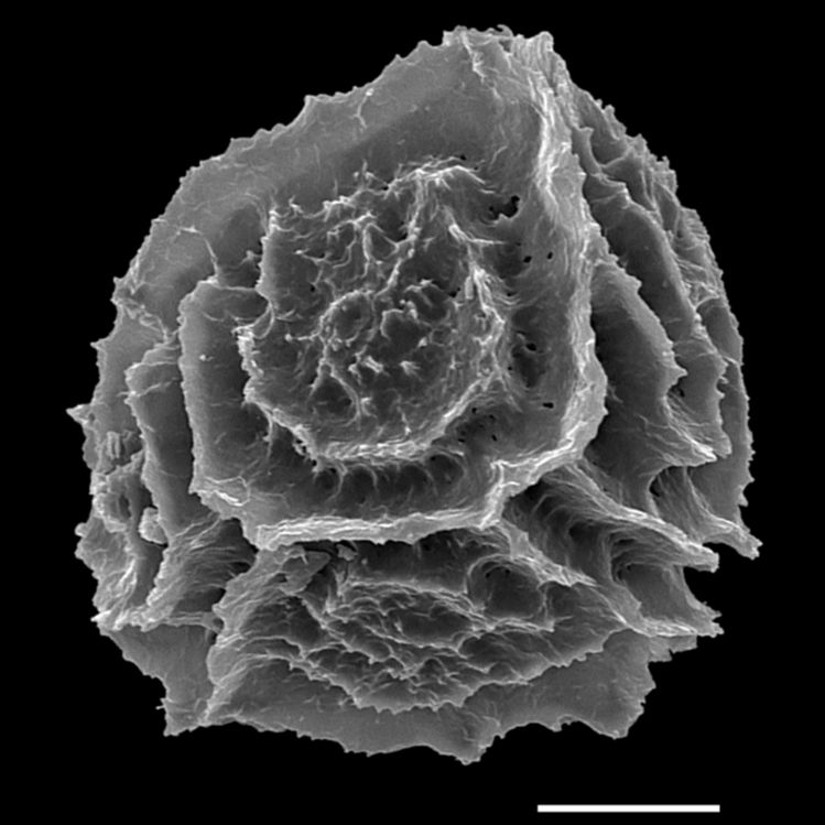 Aspleniaceae Asplenium resiliens
