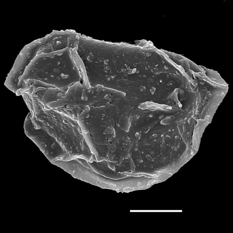 Blechnaceae Lomaridium nigrocostatum