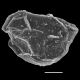 image of Lomaridium nigrocostatum
